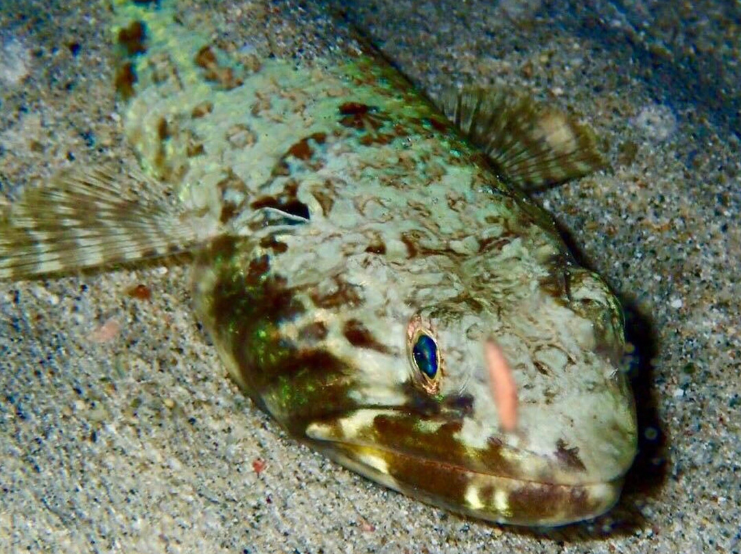 Night Snorkel-圣 托马斯必去景点