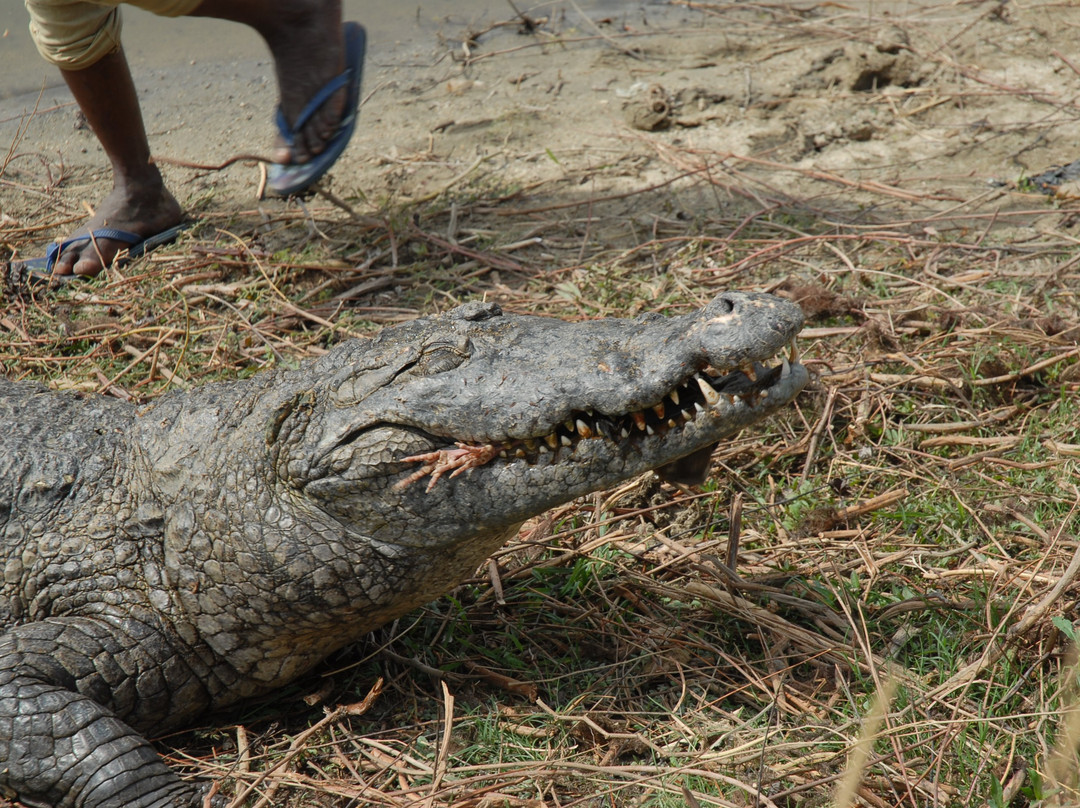 Sacred Crocodile Ponds-Paga必去景点