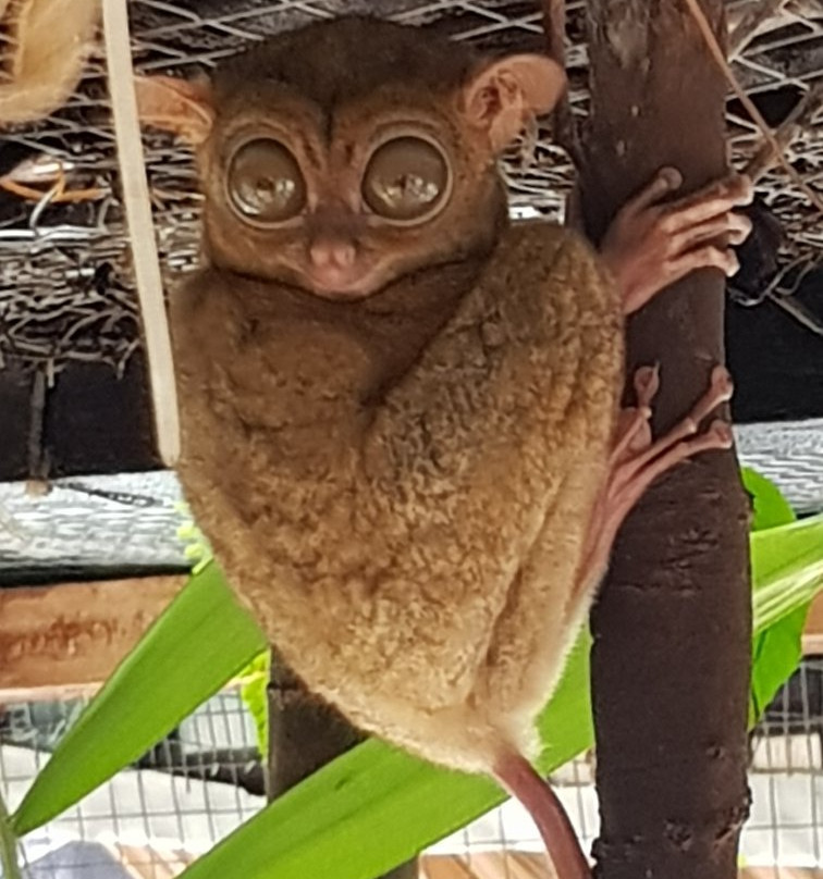 Belitung Tour-Tanjung Pandan必去景点