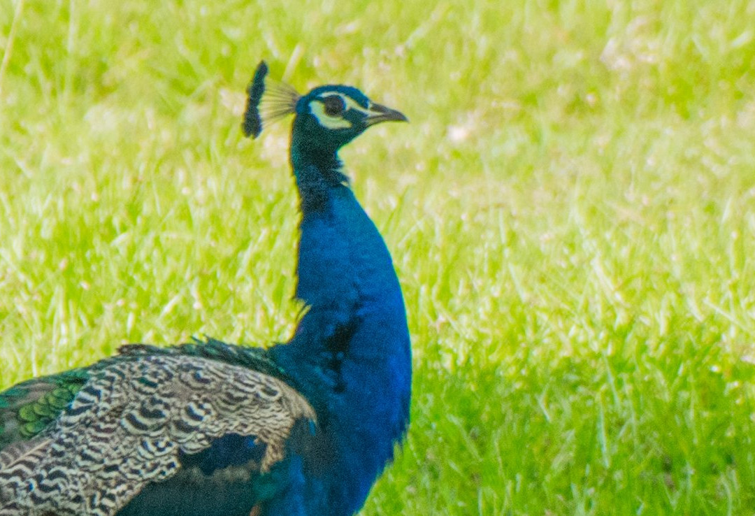 Secret Ivory Farm & Guest House主图