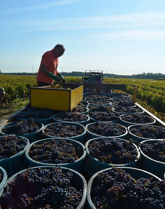 Wine Tour France景点图片