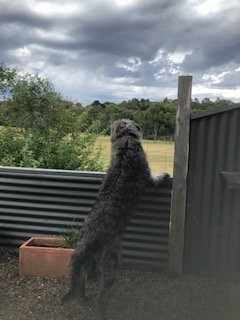 The Hide at Mt Franklin主图