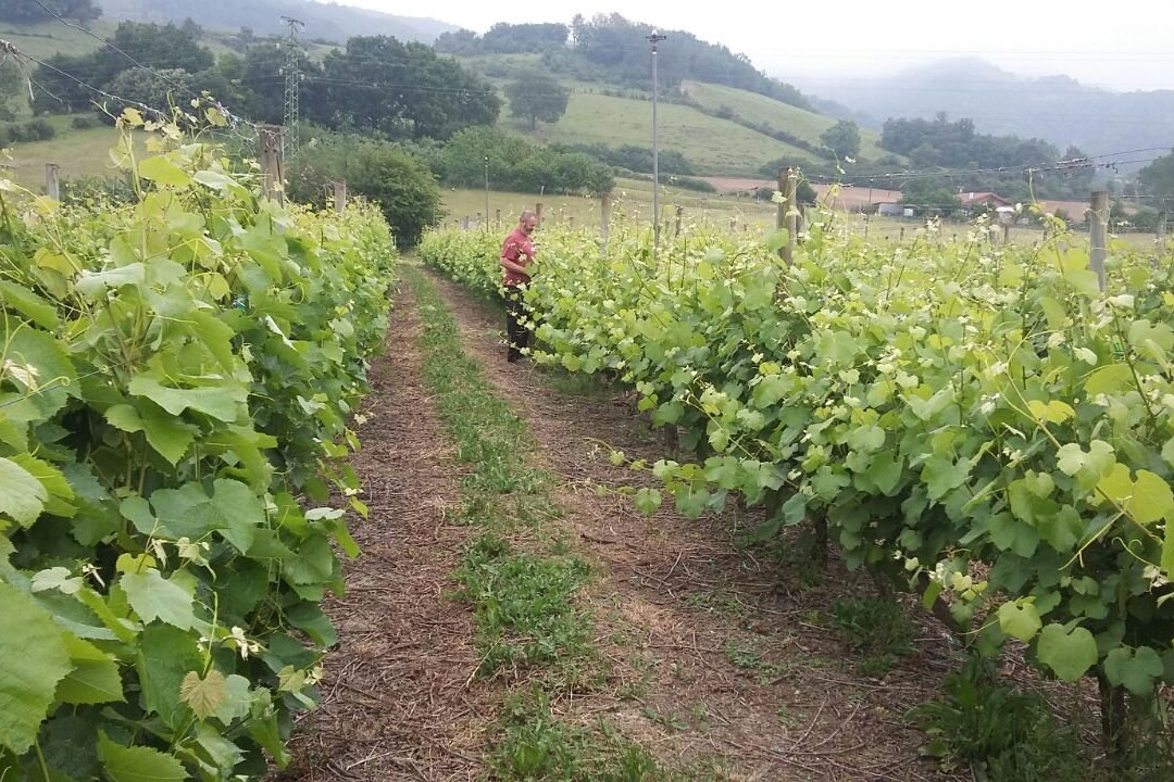 Txakoli Gure Ahaleginak景点图片