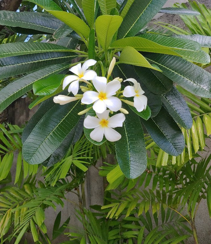 Hacienda de Palmeras主图