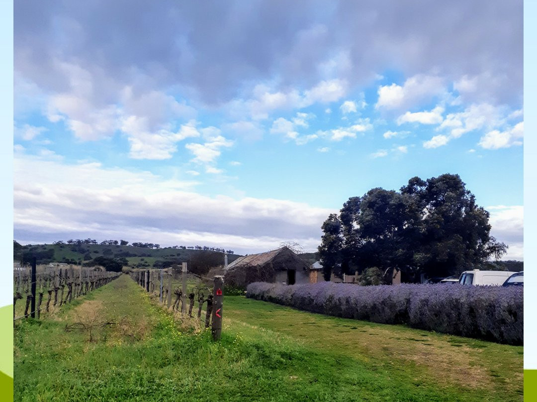 Barossa Wine Tours-Angaston必去景点
