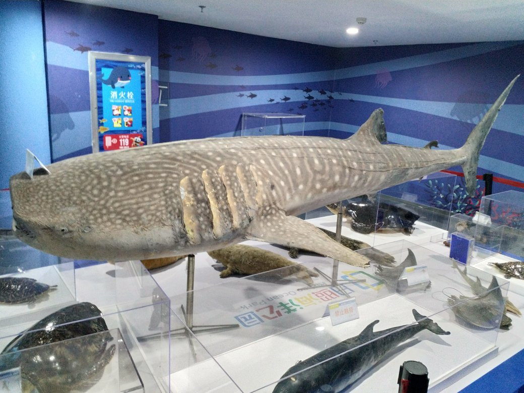 日照海洋公园-日照市必去景点