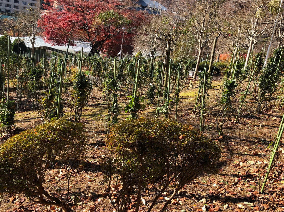 Hanamaki Onsen Rose Garden-花卷市必去景点