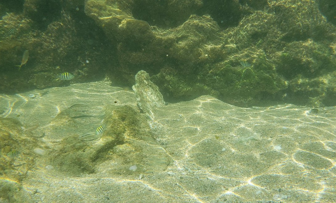 Terraplen La Posita de Piñones-卡罗来纳必去景点