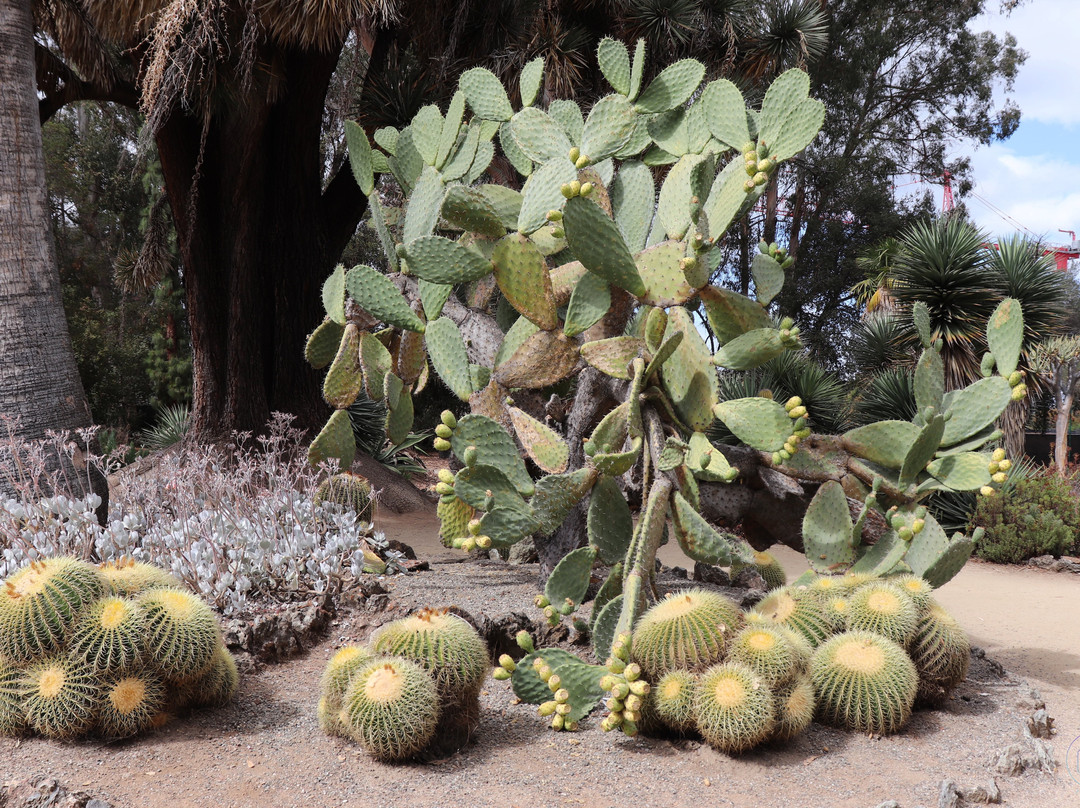 Arizona Cactus Garden景点图片