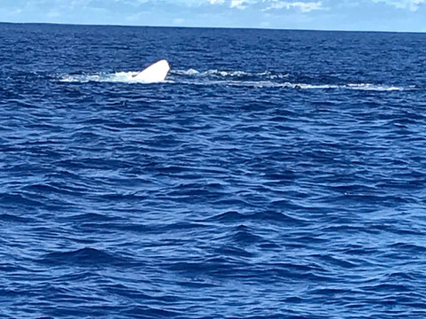 Rurutu Reefs-Rurutu必去景点