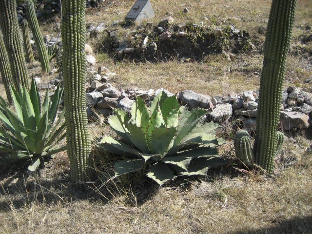 Oaxaca Mystical景点图片