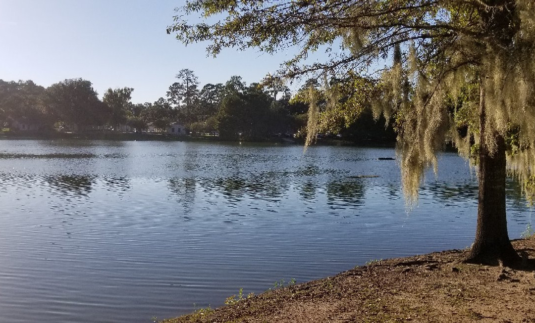 Lake Ella & Fred Drake Park景点图片