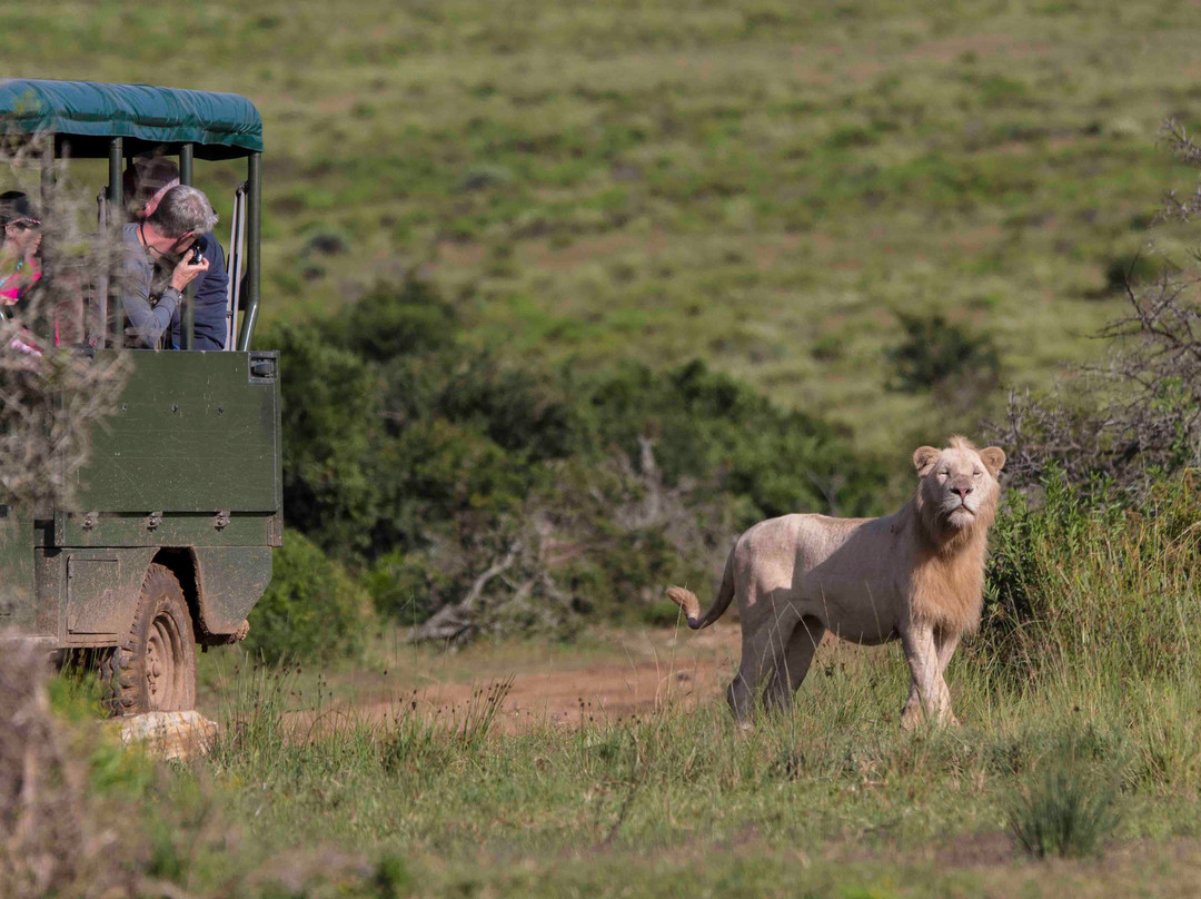 Pumba Private Game Reserve Day Safari景点图片