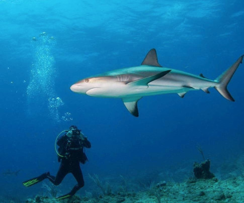 Orlando Scuba Partners-Oviedo必去景点