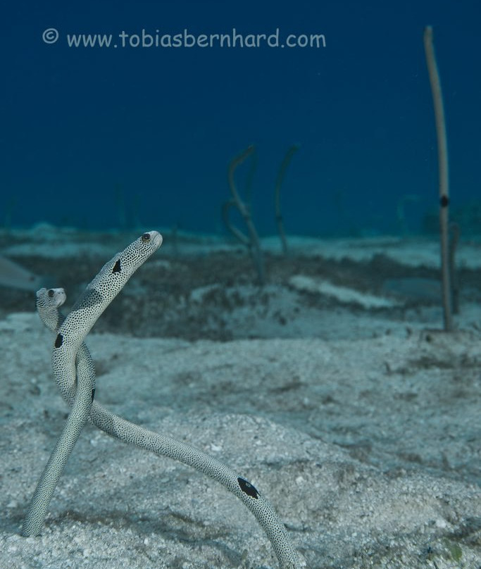 Dive Savusavu Fiji景点图片