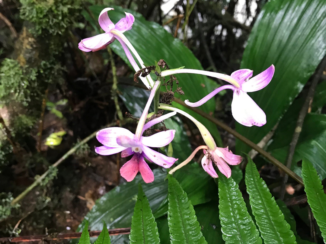 Gatamaiyu Forest-Kikuyu必去景点