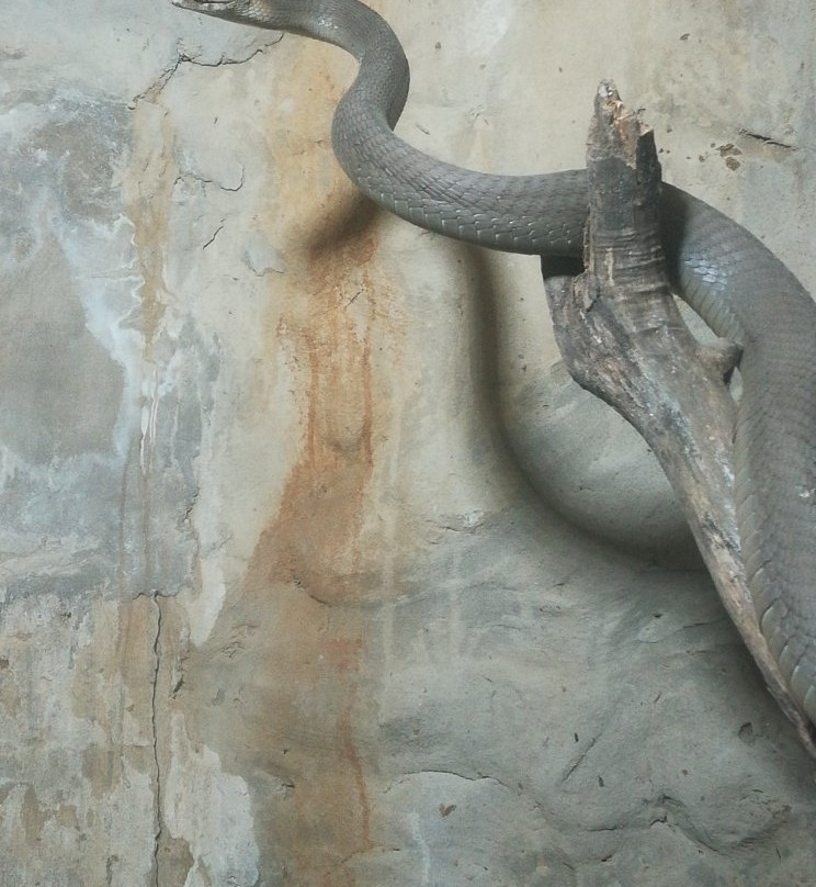 Dolphin Coast Reptile Park and Educational Centre景点图片