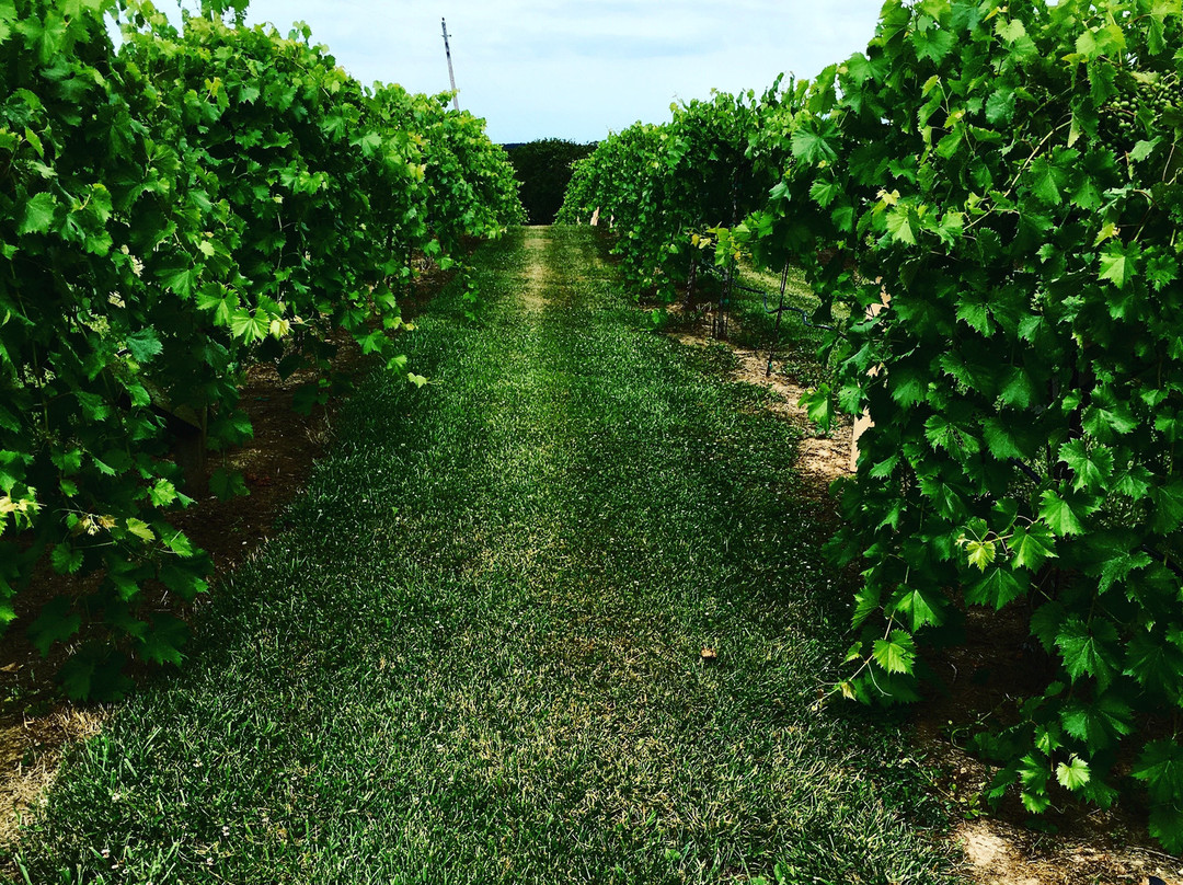 Edg-Clif Vineyard, Winery & Brewery景点图片