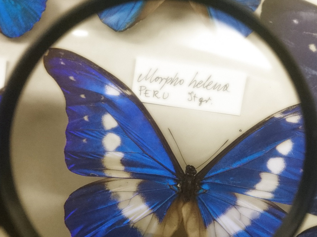 Arthropoda - Butterfly Museum景点图片