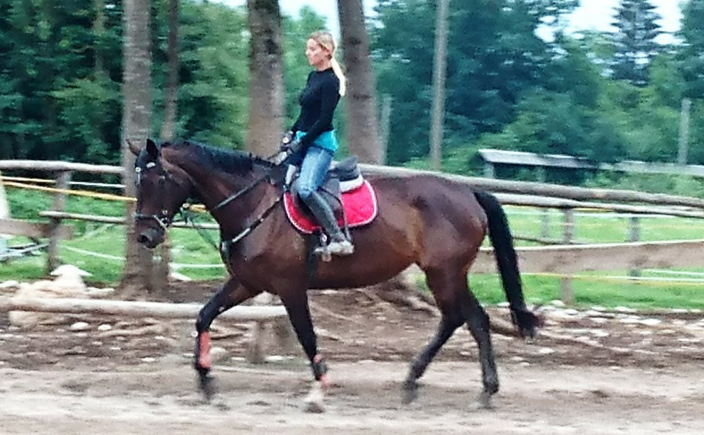 Palomino Konjeniški Klub景点图片