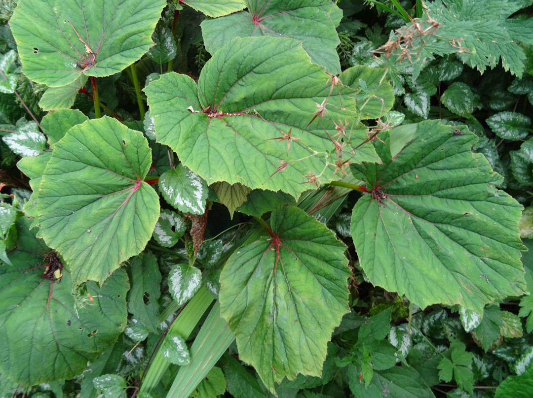 Kwekerij en Kijktuin Aan de Dijk-Oudeschip必去景点