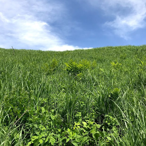 Suzuran Jikiji-阿苏市必去景点