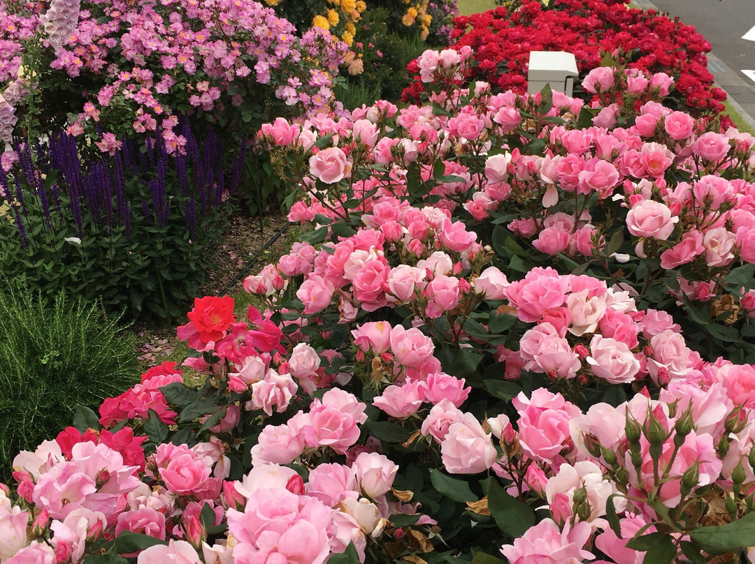 Yamaguchi Ube Airport Rose Garden-宇部市必去景点