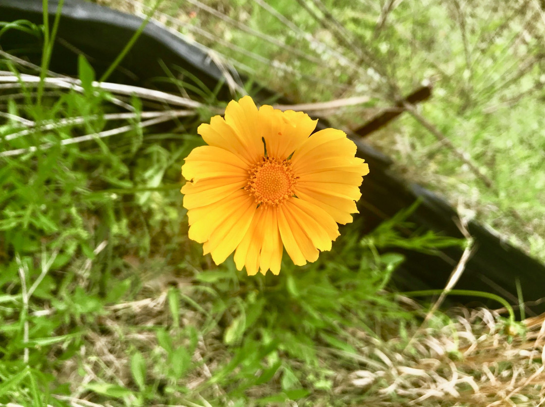 Lick Creek Trail-大学城必去景点