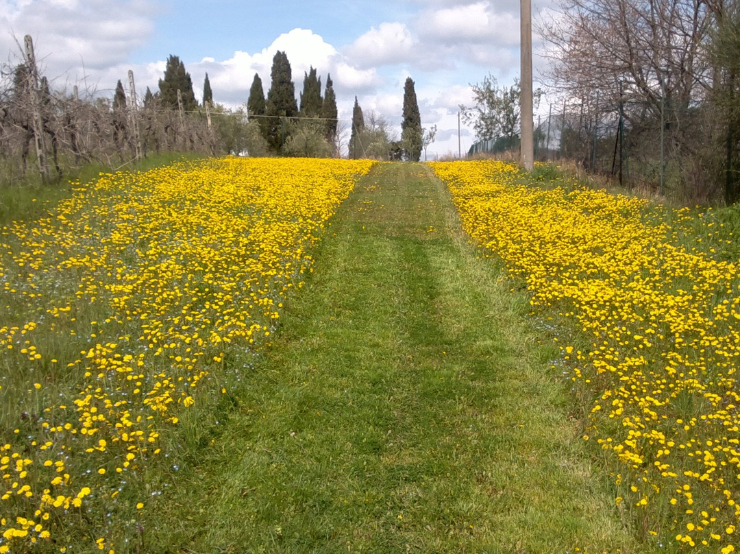 Antico Podere Il Poggino主图