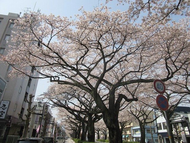 Hitachi Cherry Blossom Matsuri-日立市必去景点