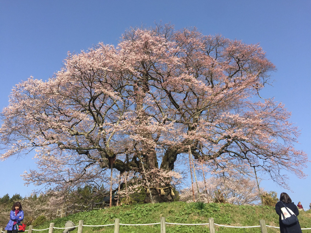 Daigo Zakura景点图片