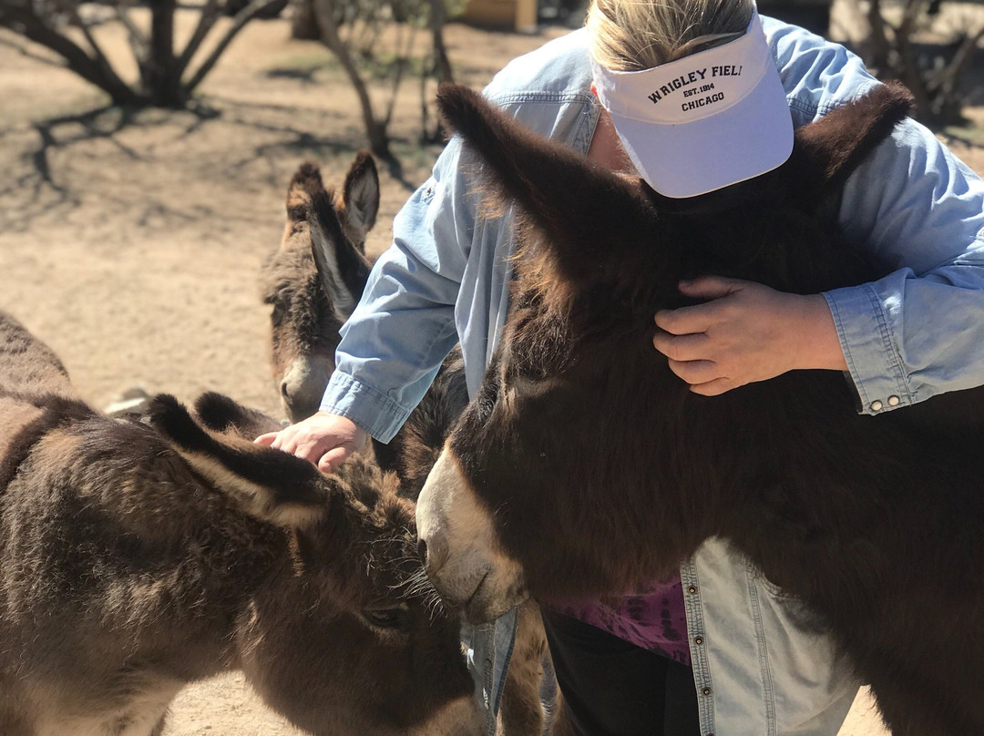 Forever Home Donkey Rescue-Benson必去景点