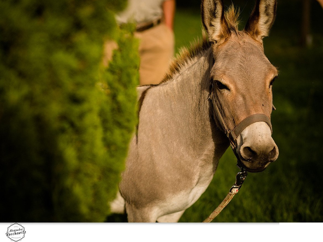 Château Latour Ségur Suites & Spa主图