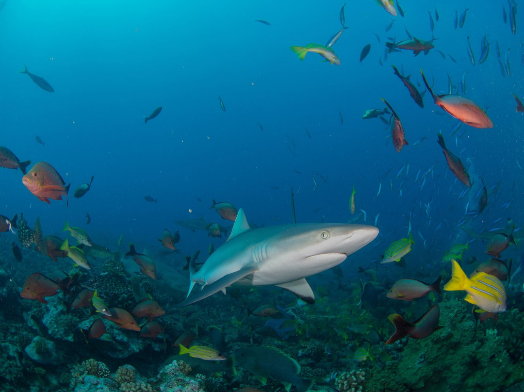 Api Dive Tahiti景点图片