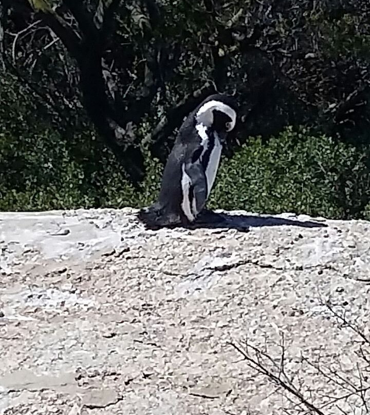 Stobers Tours-Cape Point必去景点