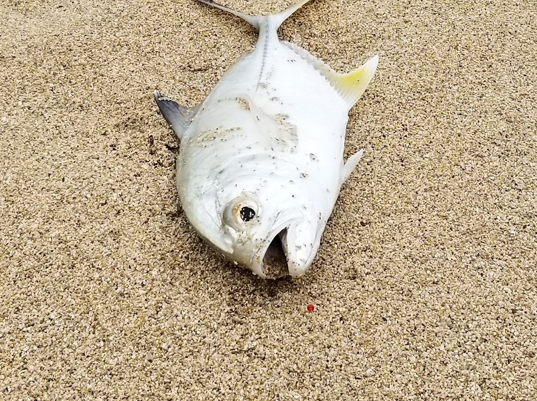 Shoreline Fishing O'ahu, Hawai'i景点图片