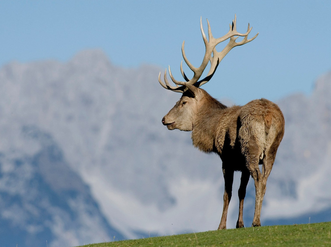 Wildpark Aurach景点图片