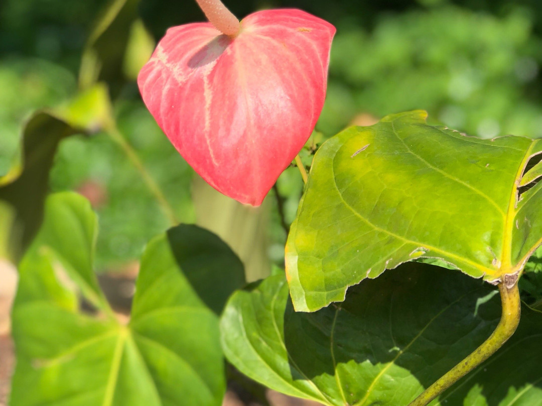 Grand & Gangula主图