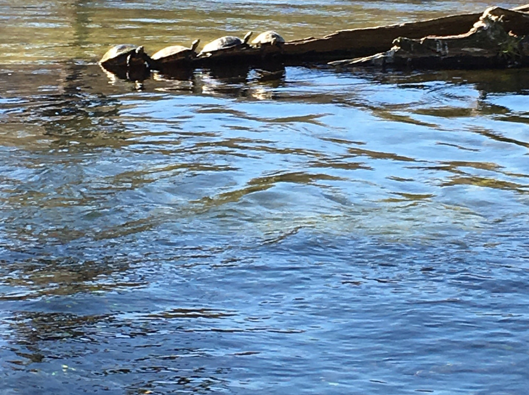 Wakulla River Park-Saint Marks必去景点