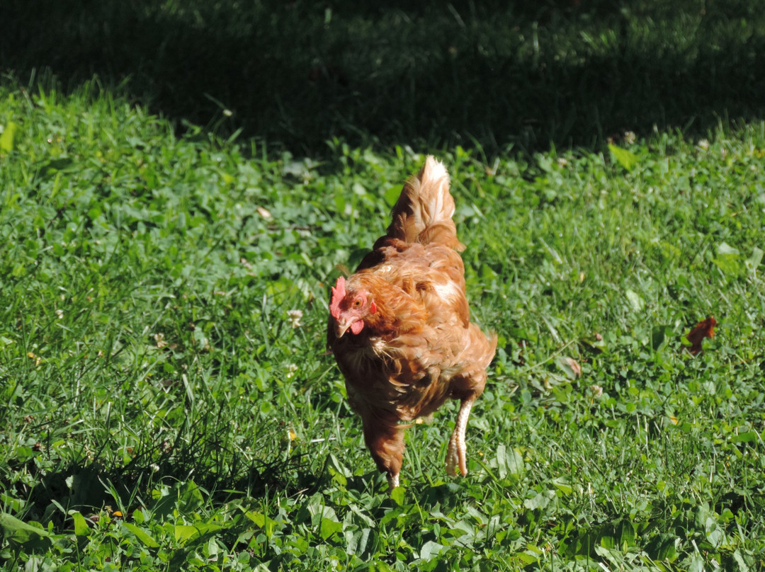 Creek Crossing Farm主图