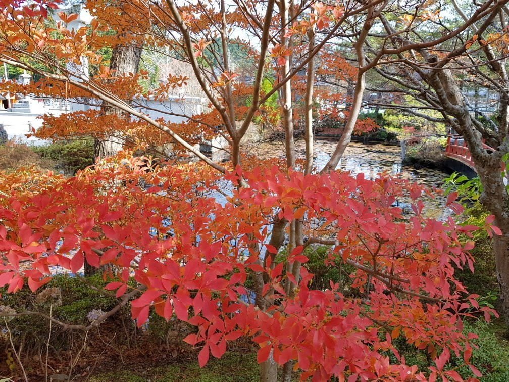 Koyasan Daishi Kyokai-高野町必去景点
