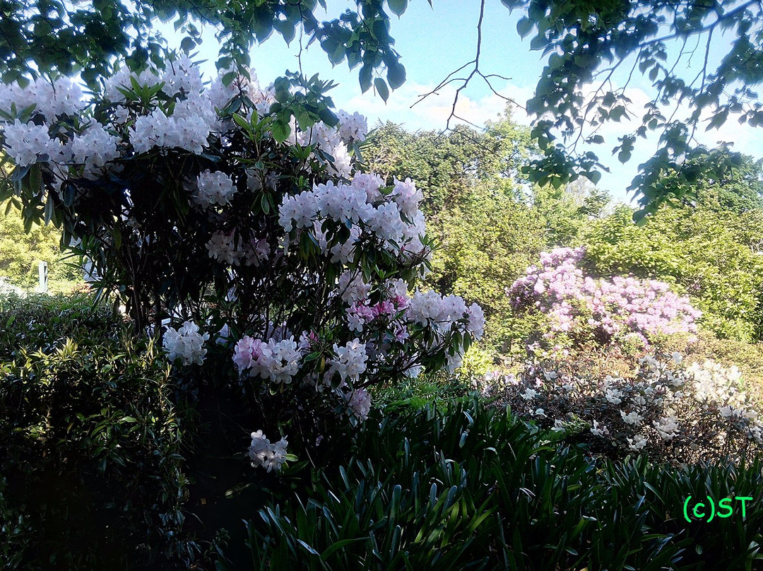 Timaru Botanic Gardens景点图片
