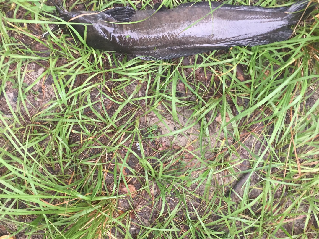 Loyce E. Harpe Park-Mulberry必去景点