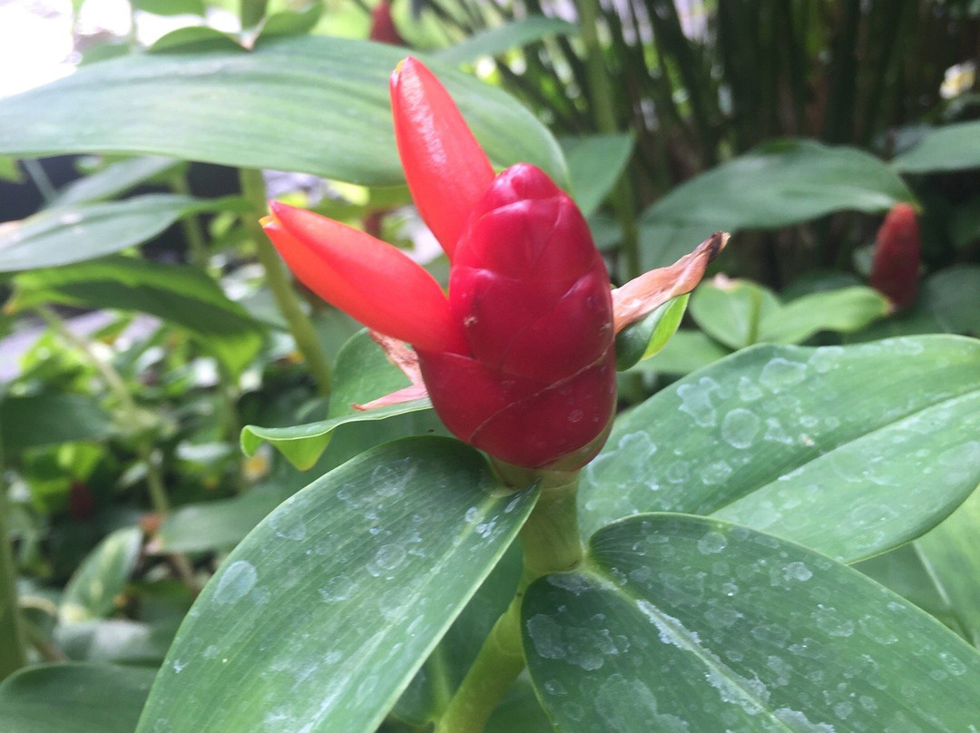 Plantage de Grote Tuin-Kalibaru必去景点