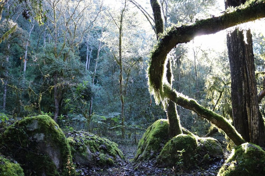 Reserva Nacional El Nogalar de Los Toldos-Los Toldos必去景点
