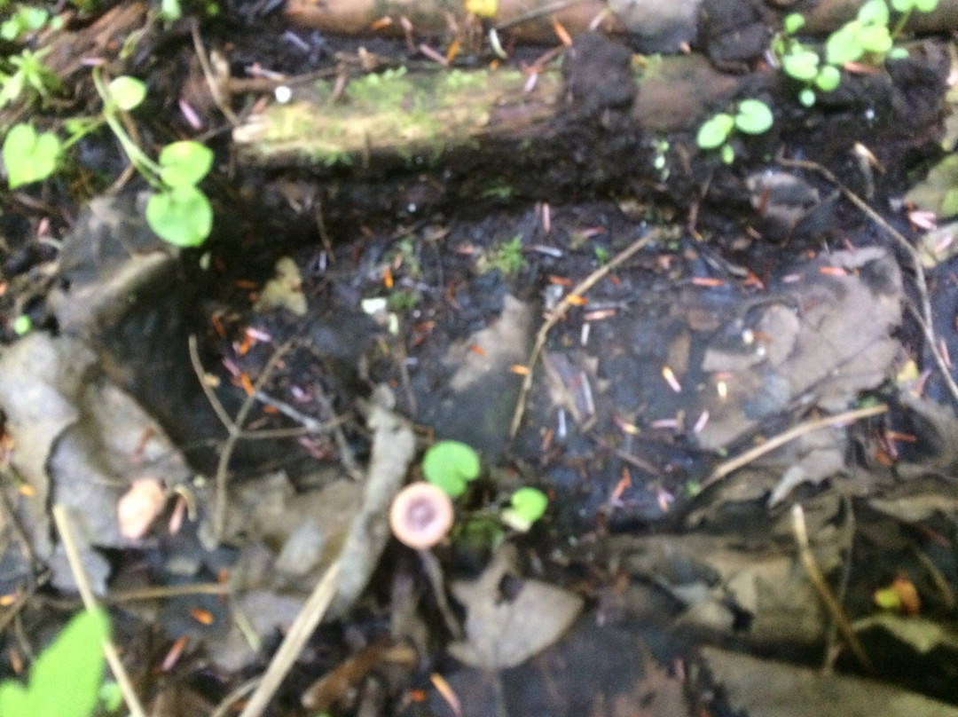 Holt Pond Preserve-Bridgton必去景点