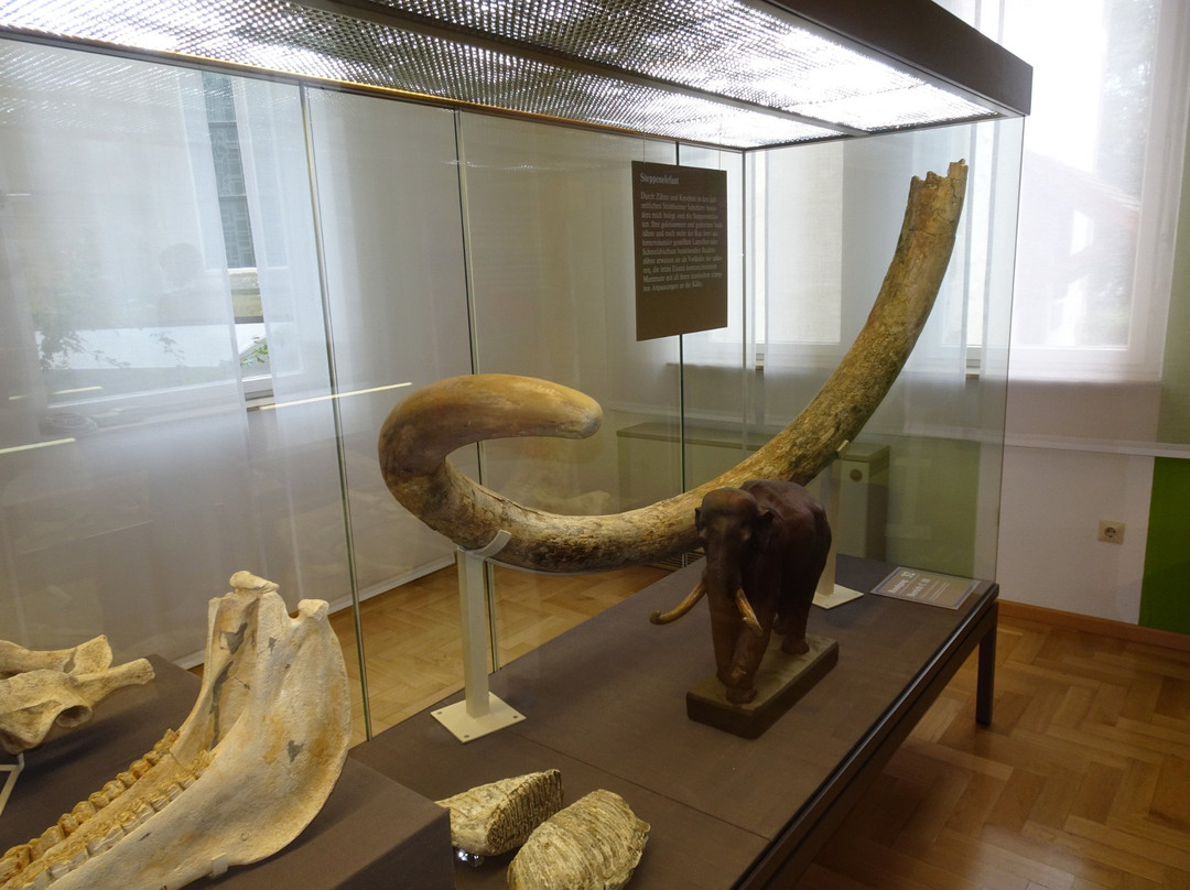 Urmensch Museum景点图片