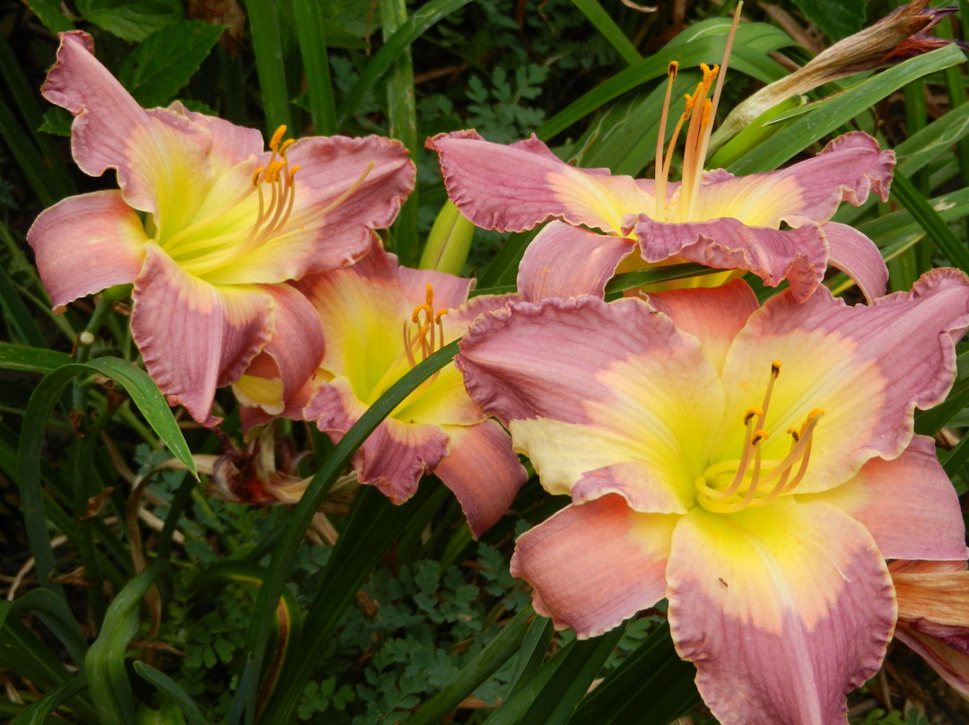 Birdsong Pleasure Garden-卢雷必去景点