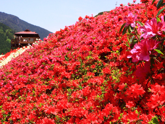Shiibae Park-三股町必去景点