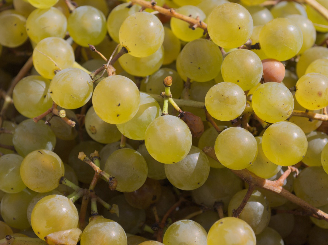 Domaine Latitude 46 Estate Winery景点图片